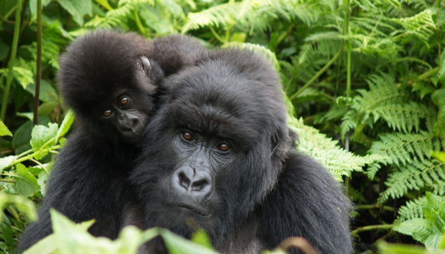 Gorillas, Rwanda